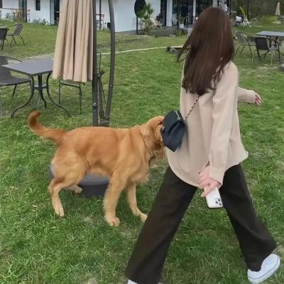 橄榄树之恋
